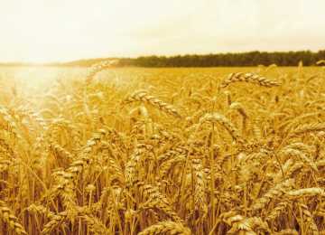 Воронежские фермеры собрали 2 млн. тонн зерна
